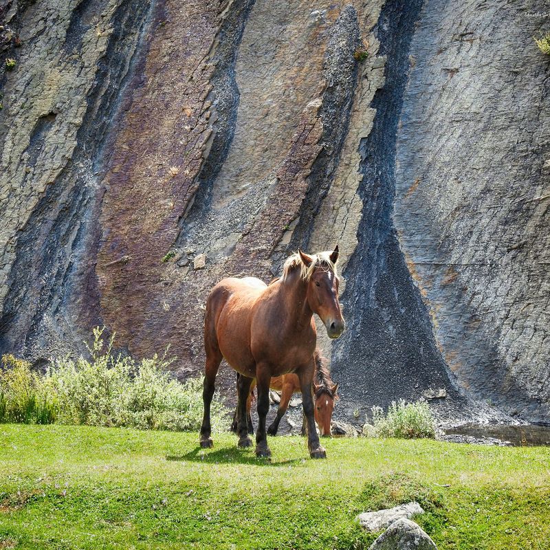 Temática Naturaleza