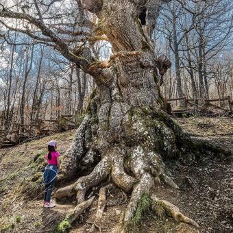 Fotografía Premiada Roblón de Estalaya Fotografía Premiada Roblón de Estalaya