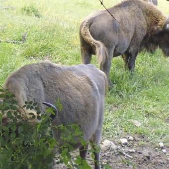 Reserva y Centro de Interpretación del Bisonte Europeo, San Cebrián de Mudá Reserva y Centro de Interpretación del Bisonte Europeo