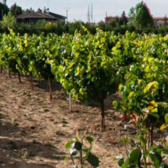 Bodegas Zarzavilla Bodegas Zarzavilla