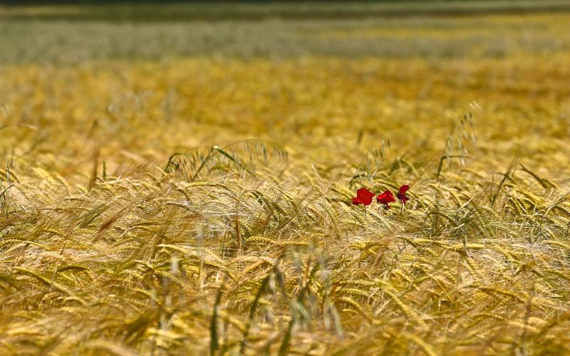 Campos de Castilla - Jesús del Hoyo - Revilla de Campos