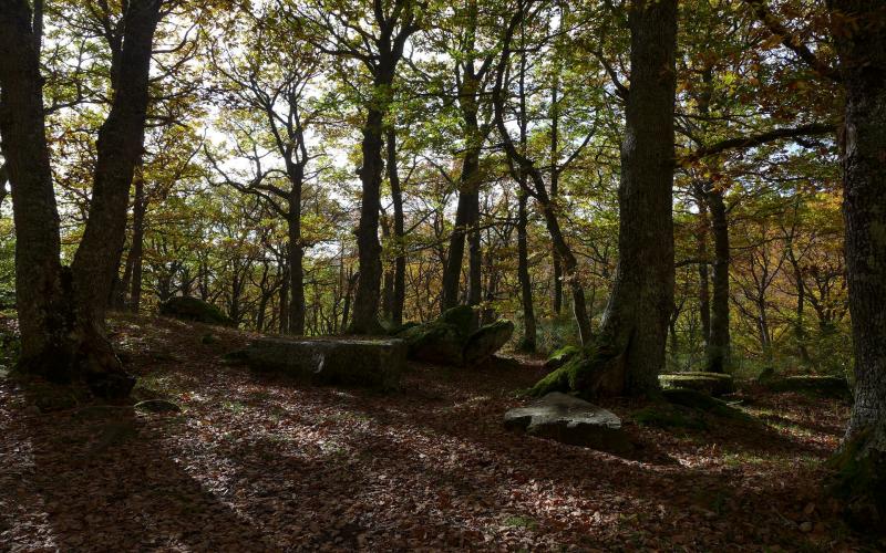 Bosques de Brañosera