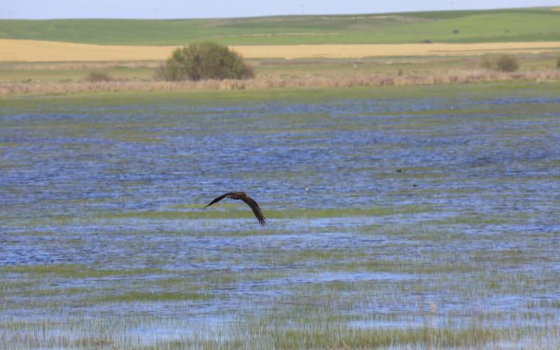 Imagen de la Laguna de la Nava de Fuentes de Nava