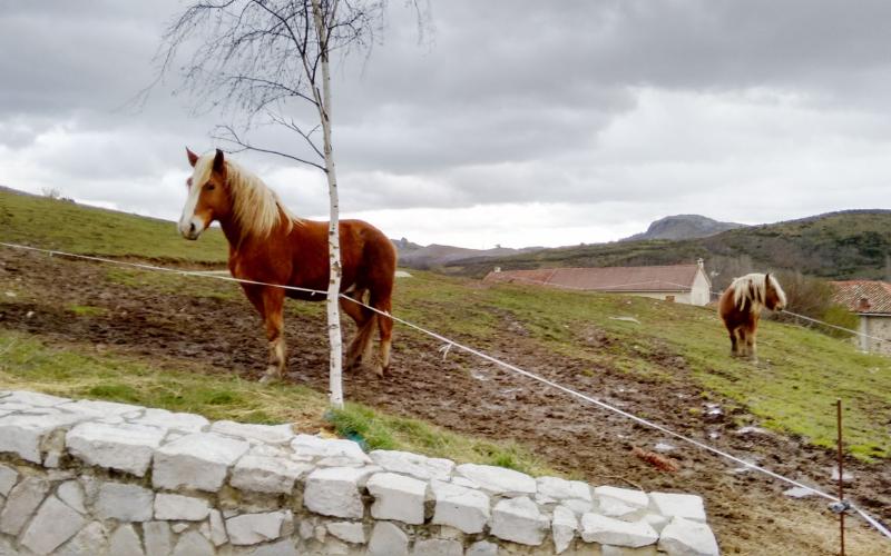 Reserva y Centro de Interpretación del Bisonte Europeo