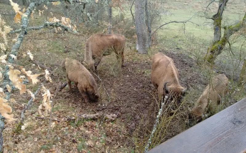 Reserva y Centro de Interpretación del Bisonte Europeo