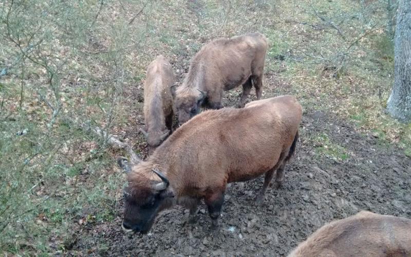 Reserva del Bisonte Europeo