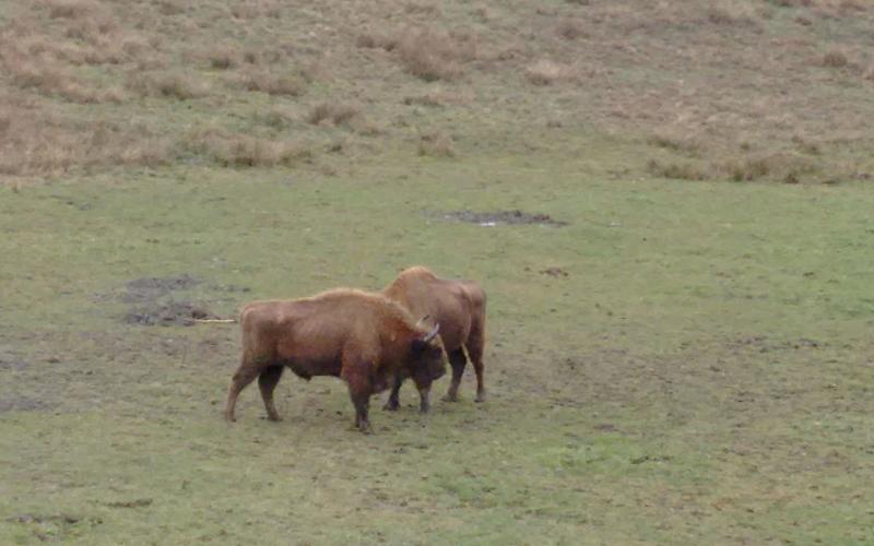 Reserva y Centro de Interpretación del Bisonte Europeo